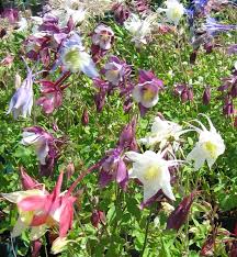 Image result for Aquilegia pompom mix