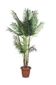Signs of overwatering palm trees. Areca Palm Care Complete Guide On Growing Areca Palm Garden Lovers Club