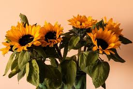 Bunga ini termasuk tumbuhan semusim dari suku asteraceae. 6 Filosofi Bunga Matahari Melambangkan Optimisme Dan Umur Panjang Orami