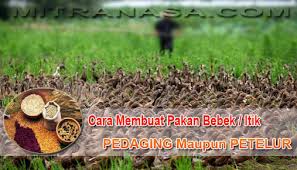 Pada ternak punyuh, daun turi dapat dipakai sebagai peganti bungkil kedelai sampai 45%. Cara Membuat Pakan Bebek Berkualitas Duniamesin Com