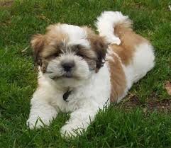 Zuchon Shichon Dog Breed Pictures 1