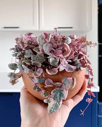 Image result for Ceropegia conrathii