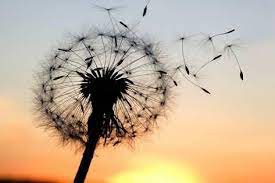 A Dandelion Blowing Seeds In The Wind Photographic Print Janbussan Art Com Dandelion Pictures Dandelion Wallpaper Dandelion Drawing