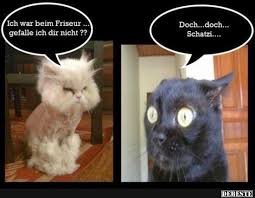Ich War Beim Friseur Gefalle Ich Dir Nicht Lustige Katzen Katzen Witze Katzenliebhaber
