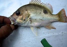 Bahan utama bikin sup ikan kakap adalah kakap, kunyit, belimbing wuluh, dan sejumlah bumbu. Jurnal Pembenihan Ikan Kakap Putih Pdf