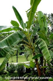 Image result for Musa paradisiaca