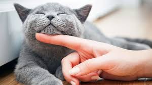 A lot of people give their cats human names. 125 Grey Cat Name Ideas For Your Silvery Feline Friend Daily Paws