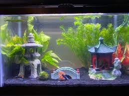 Betta fish and ember tetras, betta fish and white cloud mountain. Made Some Changes To My Betta Henry S Tank Added 5 Neon And 5 Ember Tetras A Nerite And Rabbit Snail 5 Shrimp That Are Hiding He Gets Along Very Well Bettafish