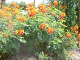 Many flowering shrubs are evergreen, meaning they many flowering shrubs are evergreen, meaning they retain their color and foliage all year long, while others are deciduous, dropping their leaves at the end of the growing season. Bushes With Red Orange And Yellow Flowers In Arizona Red Bird Of Paradise Caesalpinia Pulcherrima Tjs Garden