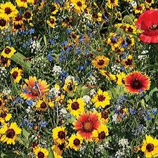 We did not find results for: Bee Buddies Wildflower Mix From Park Seed