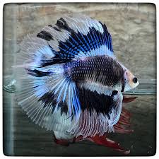 Full moon means exactly all the whole round ball we can see. Item Fwbettashm1460601272 Koi Cartoons Full Moon 1740 By 3636bettaberry Ends Wed Apr 13 2016 09 34 32 Pm Cdt Betta Fish Betta Fish Tank Betta