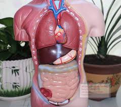 The list below provides more detail on these parts: 42cm Female Torso 15 Parts Female Body Anatomy Model Female Organ Anatomical Model 15 Parts Anatomy Model Anatomical Modelfemale Organ Aliexpress