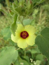 Image result for Hibiscus panduriformis