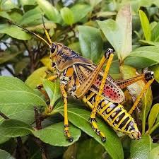 Check spelling or type a new query. St Augustine Buzz On Instagram Photooftheday Staugustinepics Beautiful Eastern Lubber Grasshopper Grasshopper Bug Nature Insects Beautiful Staugu