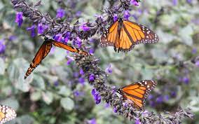 Reserva De La Biosfera De La Mariposa Monarca Comision Estatal De Parques Naturales Y De La Fauna