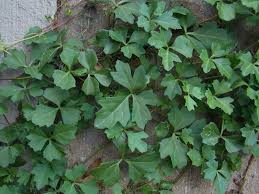 Image result for Cissus integrifolia