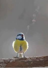 Bird Bird Bird Is The Word Song Singing Bird With Visible Breath Beautiful Birds Bird Birds