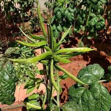 Image result for Cyamopsis tetragonoloba