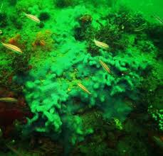 Image result for Tunicate green