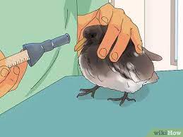 3 Ways To Care For A Fledgling Pigeon Wikihow Pet