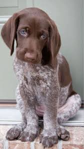 between your job bills and taking care of your human relationships it s sometimes easy to take your pup for granted and p hunde susseste haustiere susse hunde
