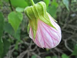 Image result for Abutilon longicuspe