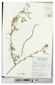 Image result for Sesbania keniensis