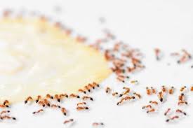 How To Help Get Rid Of Ants In The Kitchen Terminix Kitchen Ants Tiny Ants Rid Of Ants