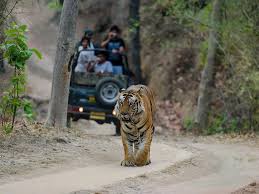 wildlife safari in india