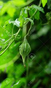 Image result for Momordica balsamina