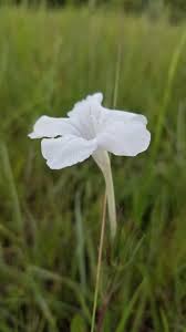 Image result for Pouteria pseudoracemosa