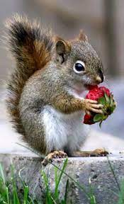 May 9 16 Red Squirrel Juv 12 Cute Animals Cute Squirrel Animals Beautiful