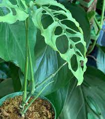 Table of contents monstera obliqua: Monstera Obliqua Tips For Buying And Caring For This Ultra Rare Monstera Variety Monstera Plant Resource