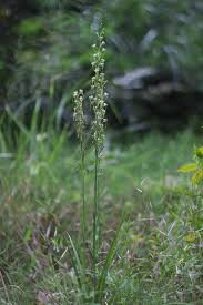 Image result for Mikania sagittifera