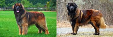 It is one of the oldest breeds in the iberian peninsula.. Estrela Dog Breed Online
