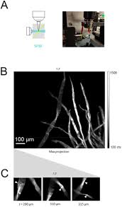 Check spelling or type a new query. A Simple Inexpensive And Multi Scale 3 D Fluorescent Test Sample For Optical Sectioning Microscopies Biorxiv