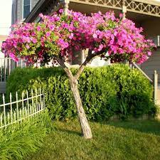100 Pcs Rare Petunia Seeds Tree Seeds Morning Glory Flower Seeds Petunias Backyard Bonsai Garden