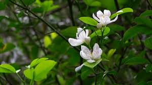 Native to eurasia, flowering rush can now be found in ontario throughout lakes erie, st. White Trillium Is The Provincial Stock Footage Video 100 Royalty Free 1011093719 Shutterstock