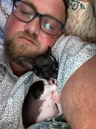 Where to find a dog breeder in Texas for a short hair apple head chihuahua  weighing less than 4lbs?