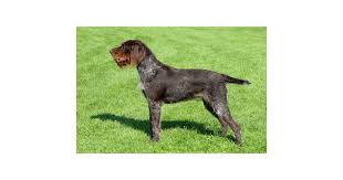 Image result for německý ohař drátosrstý stavba těla