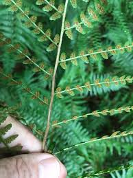 Image result for Landolphia foretiana