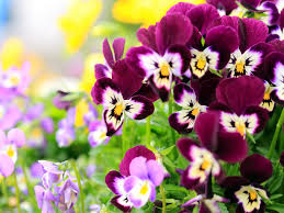 Maybe you would like to learn more about one of these? Free Download Pansy Flowers Wallpapers Hd Pictures One Hd Wallpaper 1024x768 For Your Desktop Mobile Tablet Explore 77 Flowers For Desktop Background Spring Flowers Wallpaper Most Beautiful Hd Wallpapers