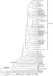 Image result for Cordylostigma virgatum