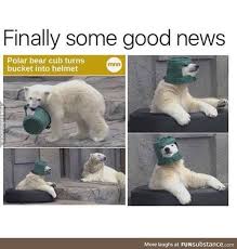 Good News Everybody In 2020 Cute Animals Funny Animals Cute Funny Animals