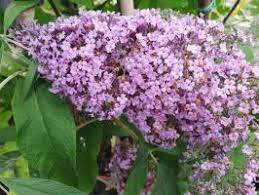 Image result for Komule střídavolisté