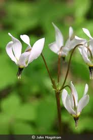 Image result for Diospyros consolatae-rotundifolia intermediates