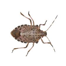 I think rio vista is one big ant hill!! Amdro