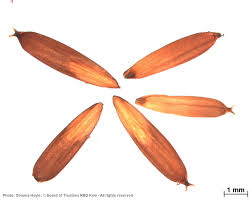 Image result for Hyperthelia dissoluta