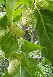 Indian Mulberry Morinda Citrifolia Morinda Citrifolia Is A Tree In The Coffee Family Rubiaceae Its Native Range Extends Through South Bitki Meyve Tropikal