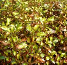 This plant grows to about 1 m. Coprosma Alchetron The Free Social Encyclopedia
